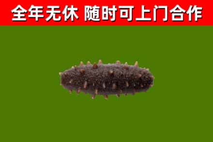 正阳县烟酒回收干海参.jpg